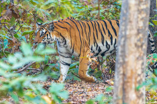 Tiger Coming Out of Woods