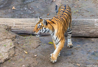 Tiger in India