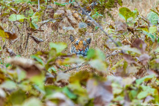 Tiger in the Bush