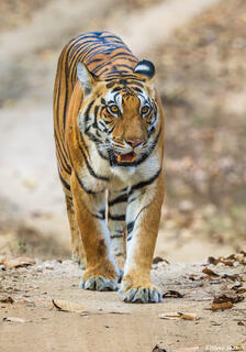 Tiger Walking Kanha Reserve