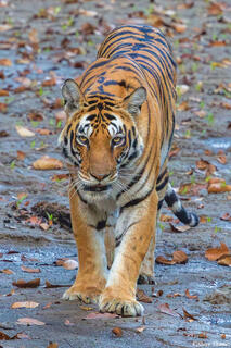 Tiger Walking To Us