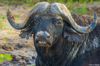 Timbavati-Cape Buffalo