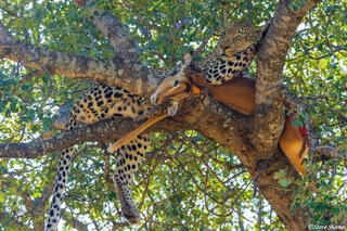 Timbavati-Leopard Kill in Tree