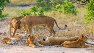 Timbavati-Lion Pride