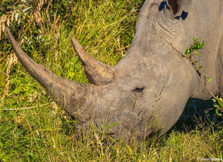 Timbavati-White Rhino Grazing