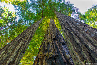 Towering Redwood Trees