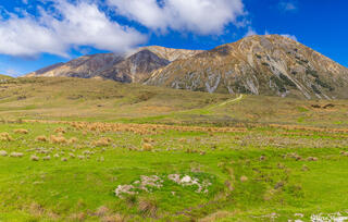 Tranzalpine Train New Zealand