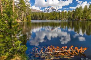 Tree Branch Reflection Lake