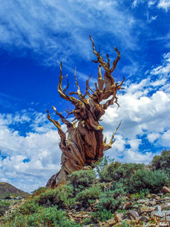 Twisted Dead Bristlecone