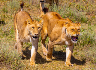 Two Walking Lionesses