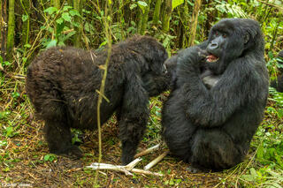 Volcanoes Park Rwanda