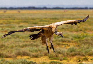 Vulture Floating