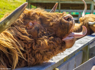 Walter Peak Scottish Highlands Cow