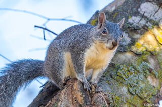 Western Gray Squirrel