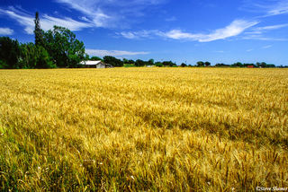 Wheat Field by Clarksburg