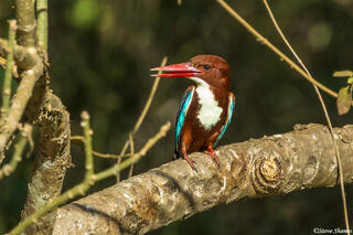 White Throated Kingfisher