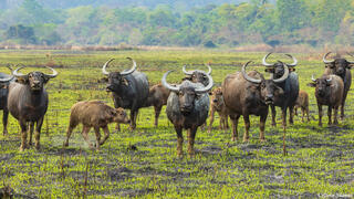 Wild Buffalo Herd