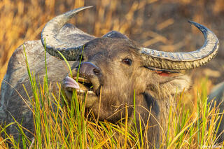 Wild Buffalo Tongue