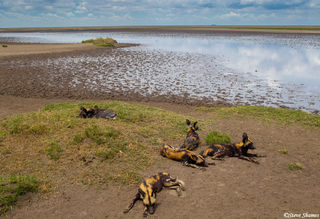 Wild Dogs by Lake