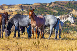 Wild Horse Herd