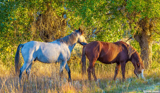 Wild Horse Pair