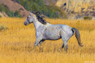 Wild Horse Running