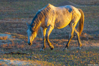 Wild Horse Sunrise