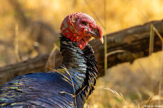 Wild Turkey Head