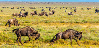 Wildebeest Chasing Each Other