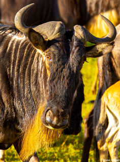 Wildebeest Portrait