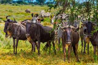 Wildebeest Under Tree