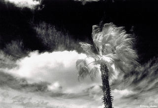 Windy Palm Tree