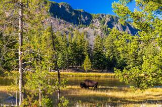 Yellowstone Bison Scene