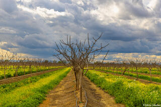 Yolo County Orchard Scene