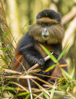 Young Golden Monkey