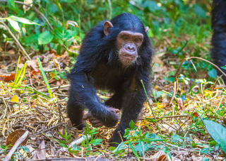 Young Mahale Chimpanzee