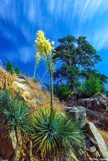 Yucca Plant