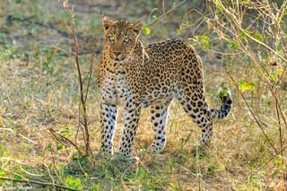 Zambia-African Leopard