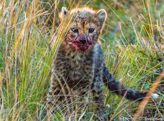 Zambia-Bloody Cheetah Cub