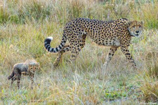 Zambia-Cheetah and Cub Walking