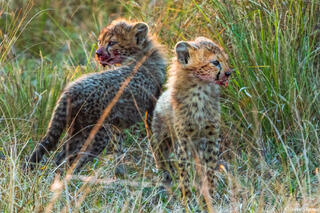 Zambia-Cheetah Cubs in Grass