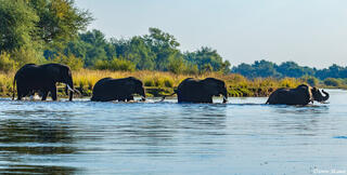 Zambia-Elephant Crossing