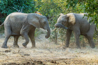 Zambia-Elephants Sparring