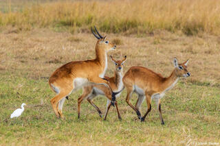 Zambia-Frolicking Antelopes