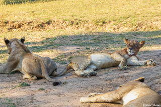 Zambia-Full Bellied Lions