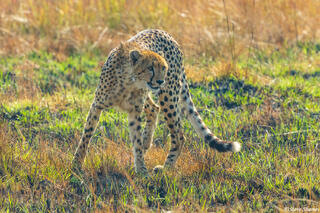Zambia-Kafue Cheetah