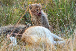 Zambia-Kafue Cheetah Cubs