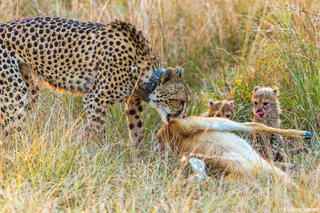 Zambia-Kafue Cheetahs Eating
