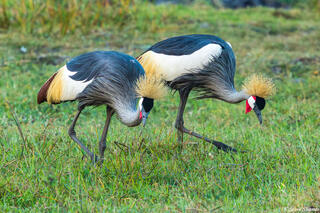 Zambia-Kafue Crested Cranes