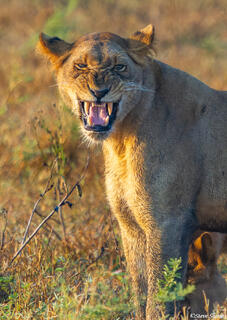 Zambia-Kafue Grimacing Lioness